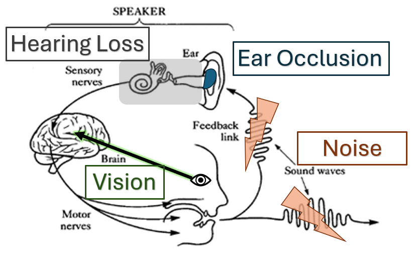 Speech production in Challenging Listening Conditions: Investigating the Effects of Noise, Ear Occlusion, and Hearing Impairement image